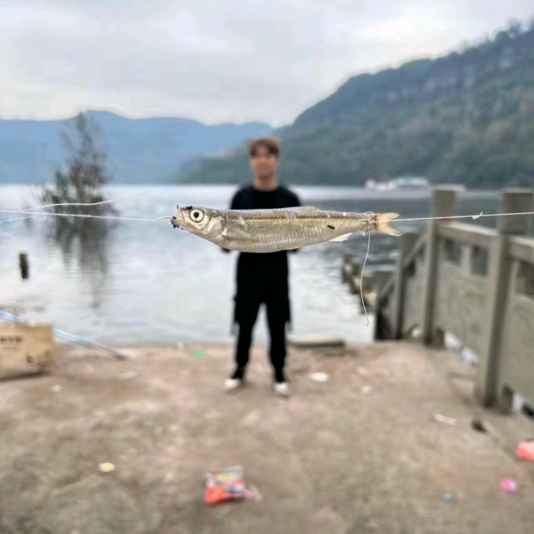 蛋狗
