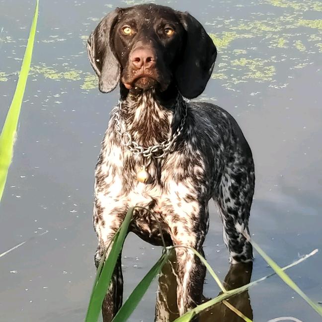 延政犬舍，专注波音达犬维兹拉犬
