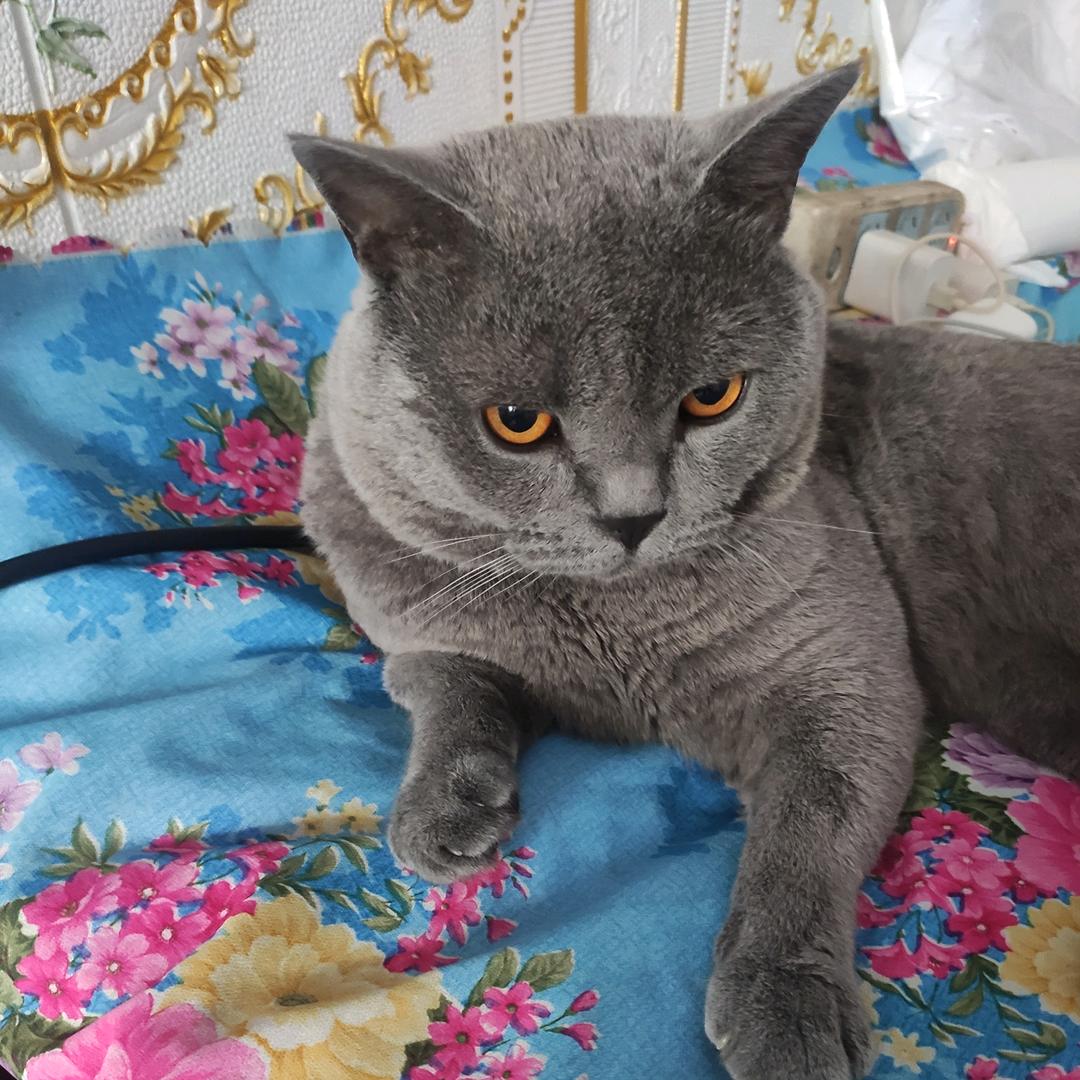 🍀🍀小灰兔兔🍀🍀