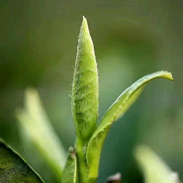岩茶叔叔