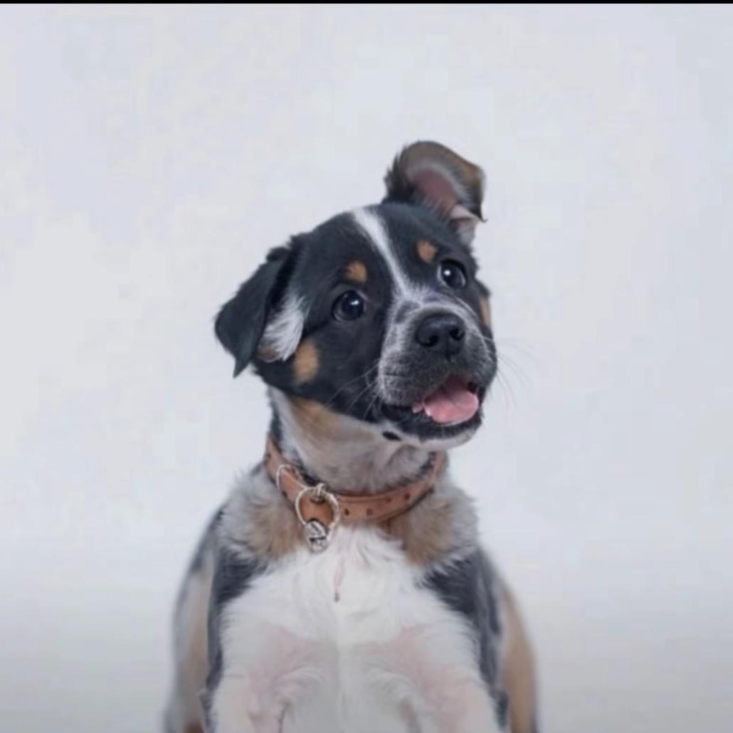 ꧁༺饺༒子༻꧂