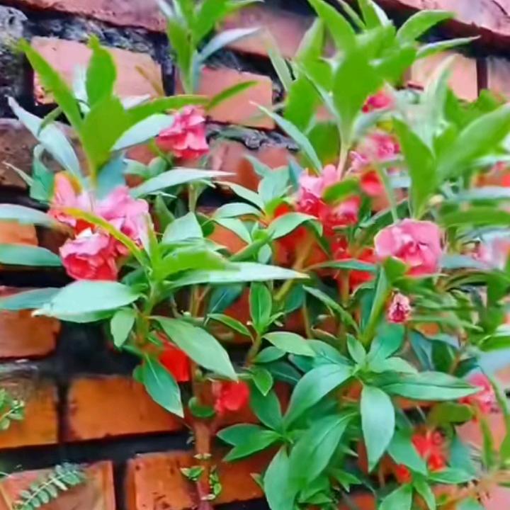 霞