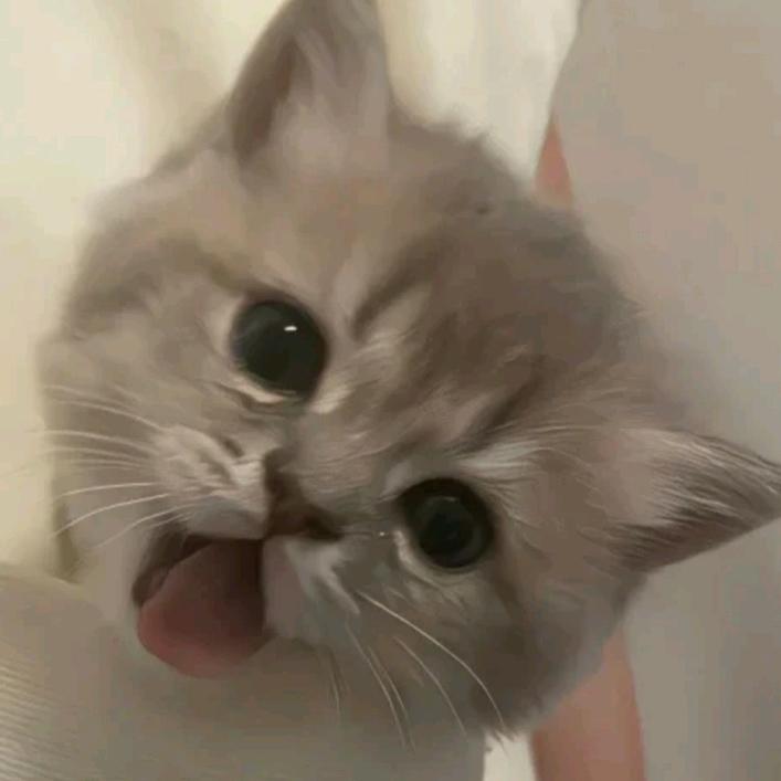 Y.涂涂小兔ᥫᩣ♪