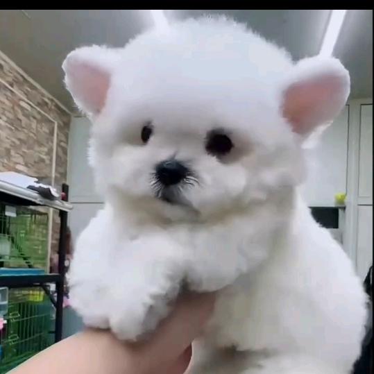 王子宠物批发
