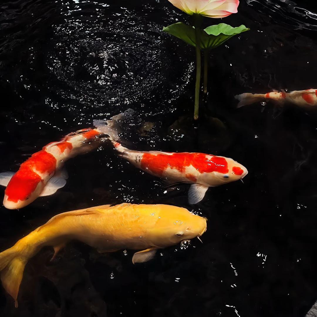 眨着小眼的baby🧚‍♀️