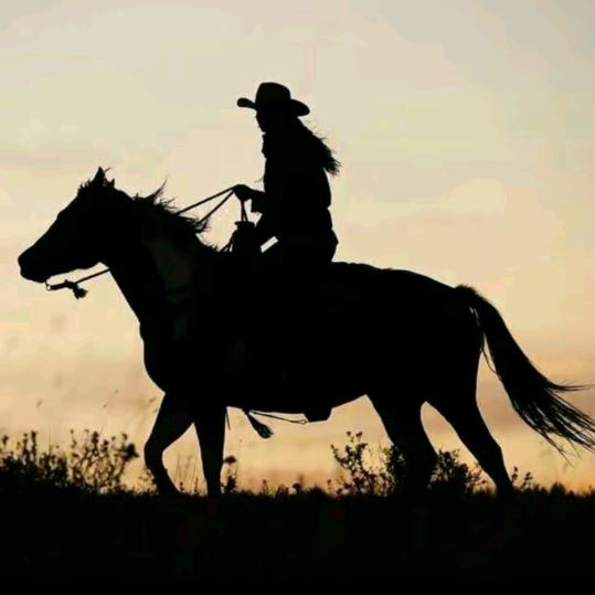 空有凌云千般志