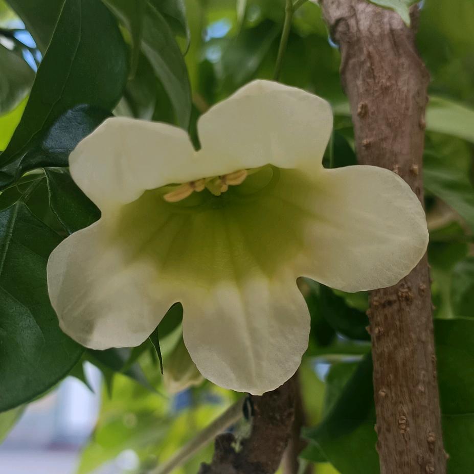 小小