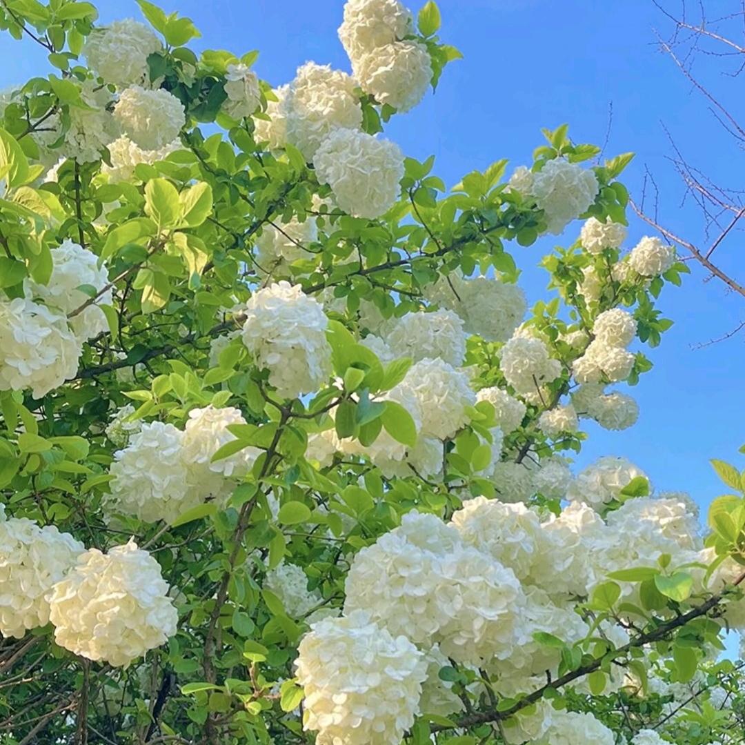 芝