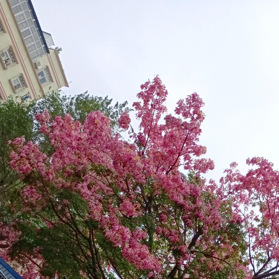 小雁