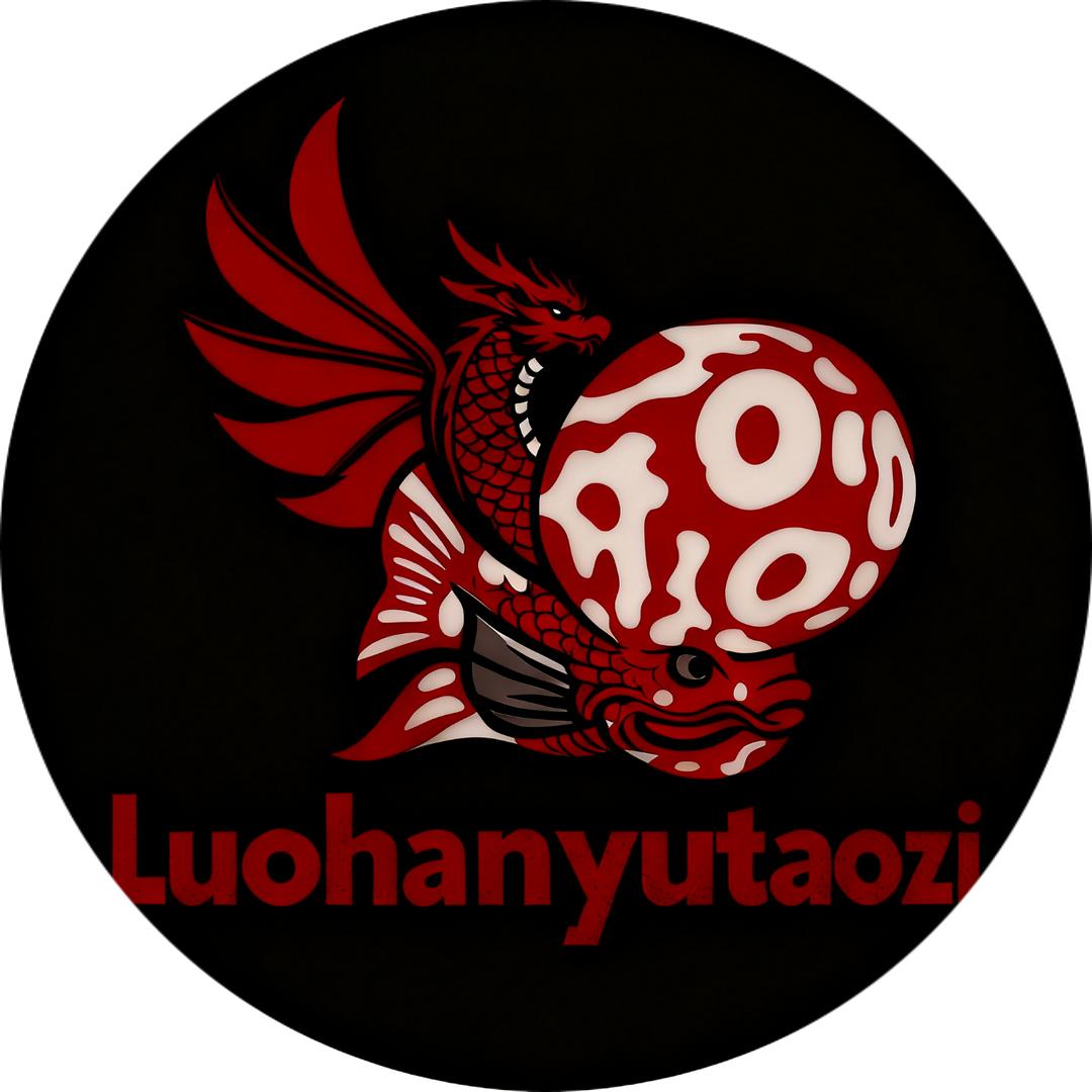 罗汉鱼《涛子》