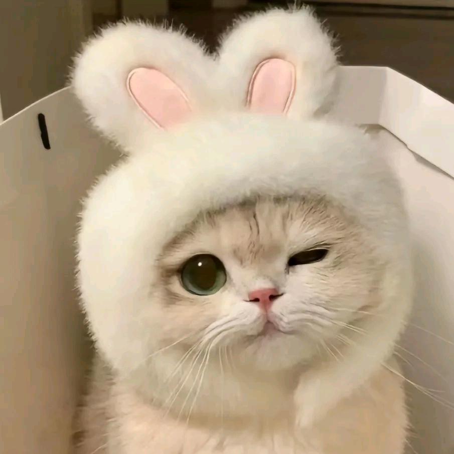 喵喵~