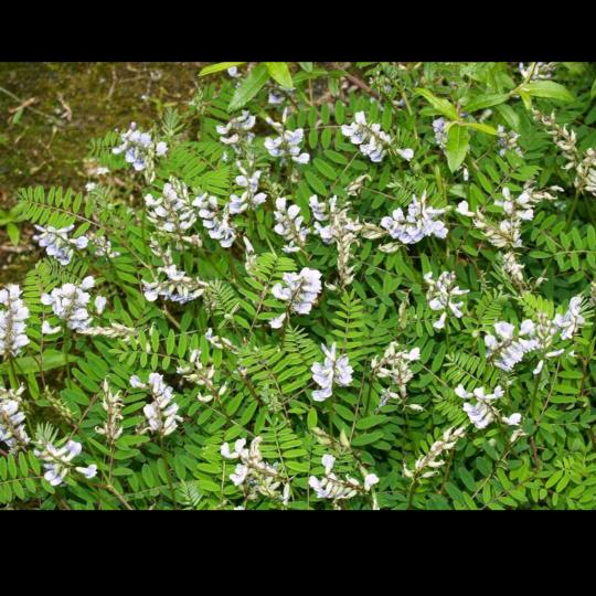 🌈功夫山药🌈