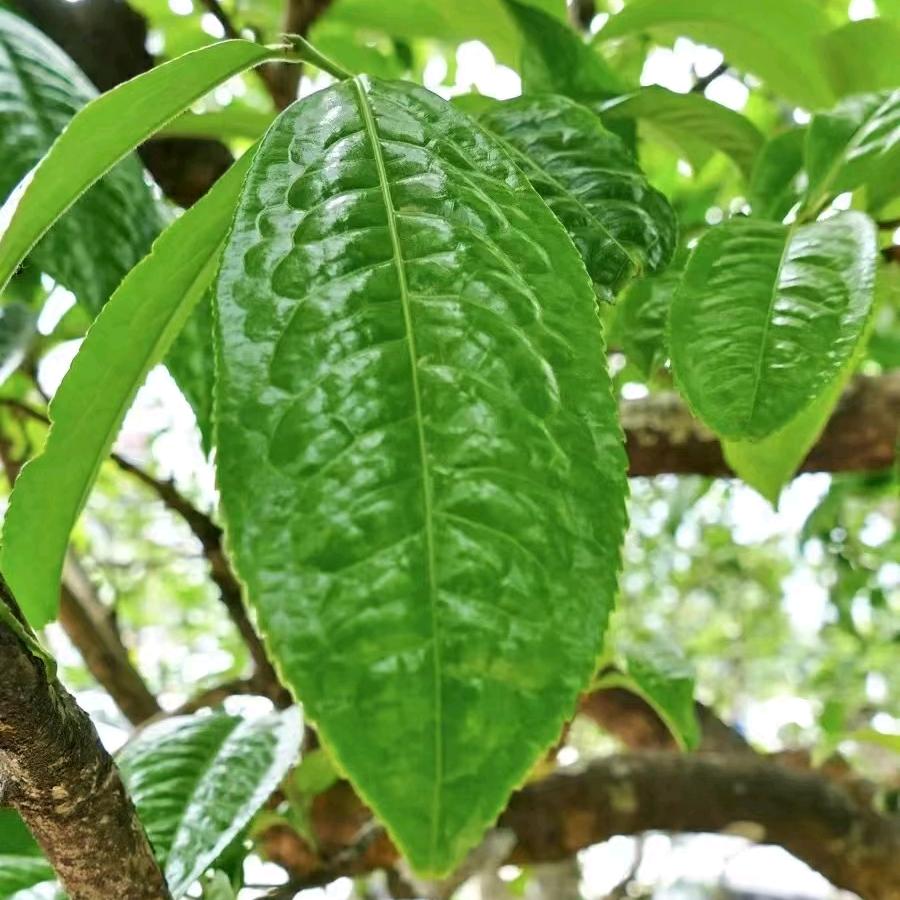 三七门火锅店And茗茶坊