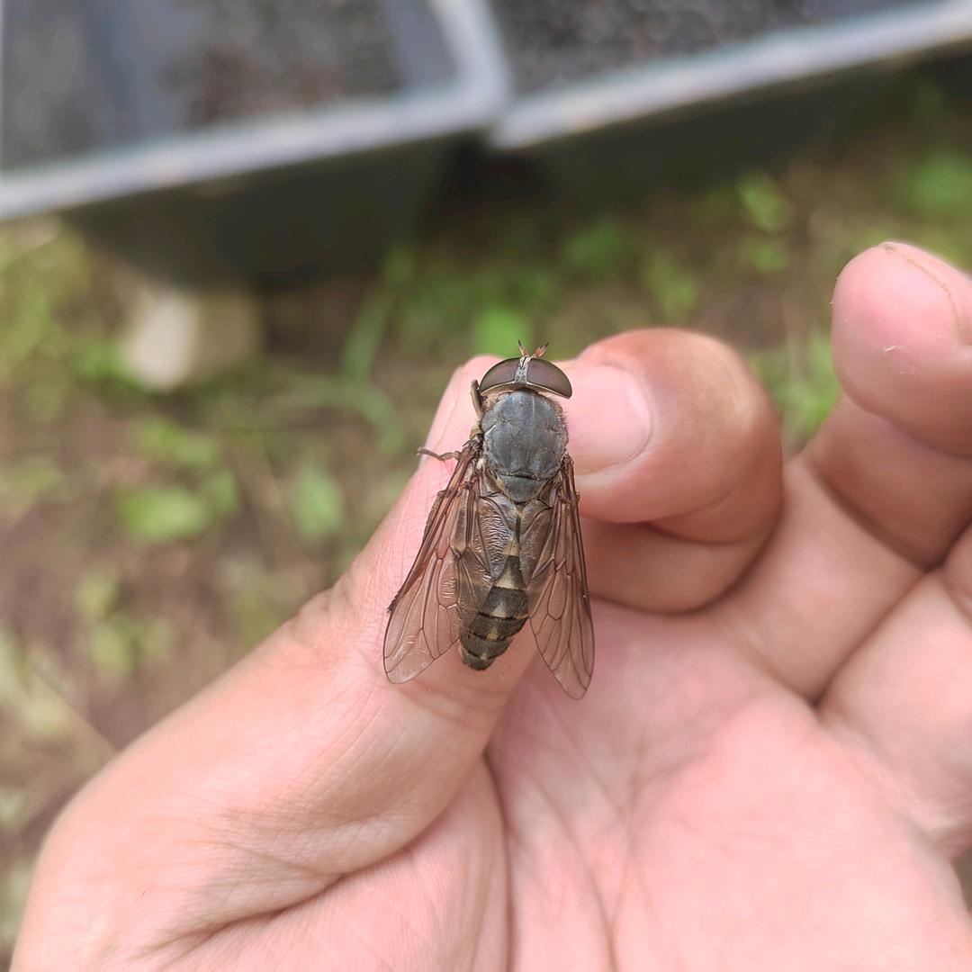 专业经营牛虻虫