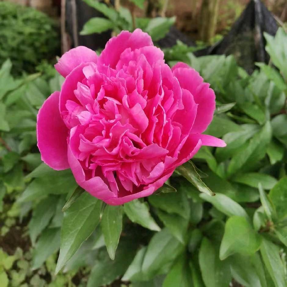 芳