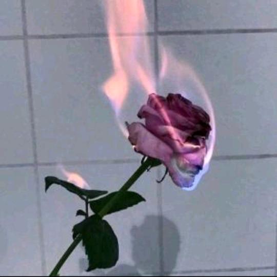 燃烧的玫瑰