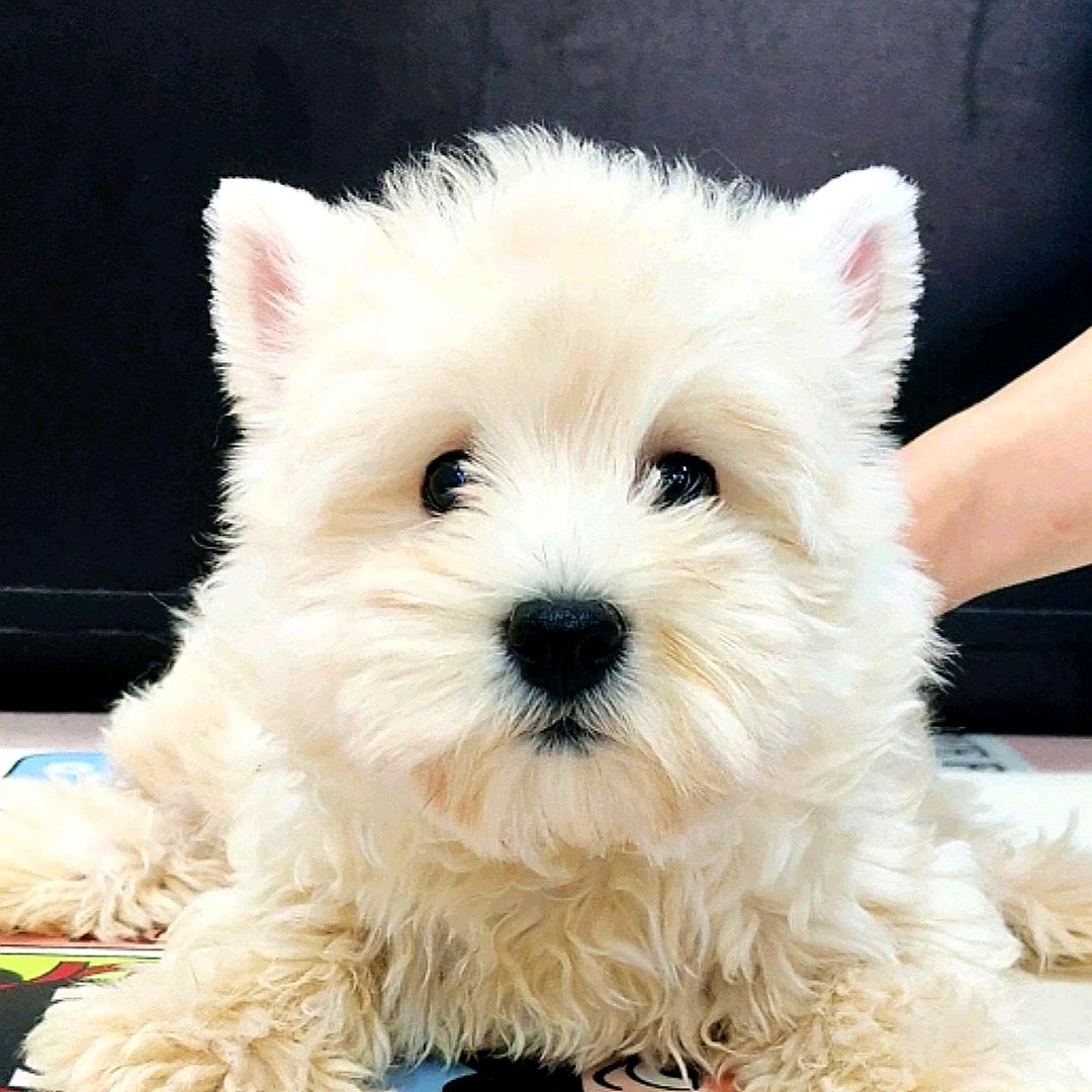 达达萌宠🐶