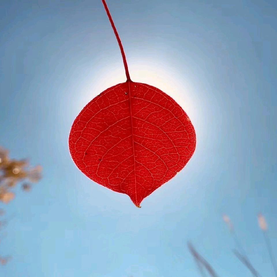 悠悠姐