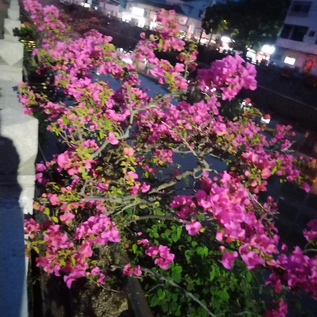 河南东哥