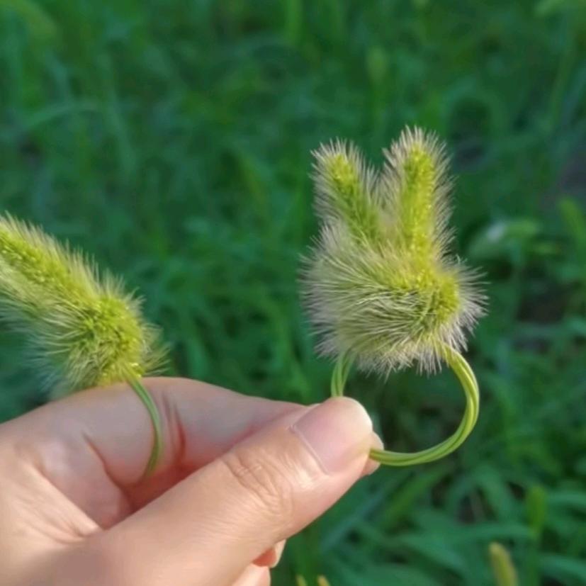 草戒指💍