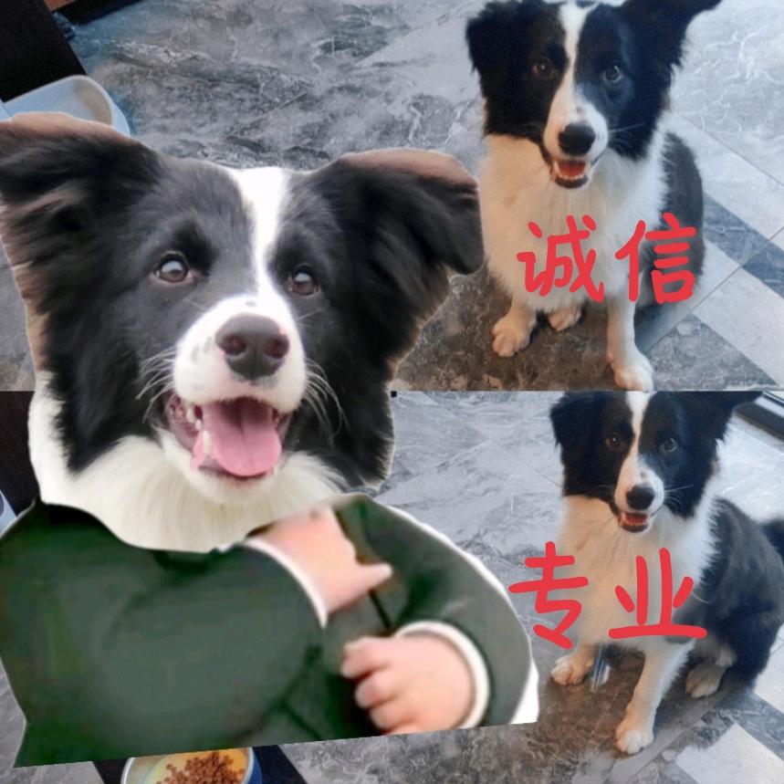 成都知今丽语房地产经纪有限公司