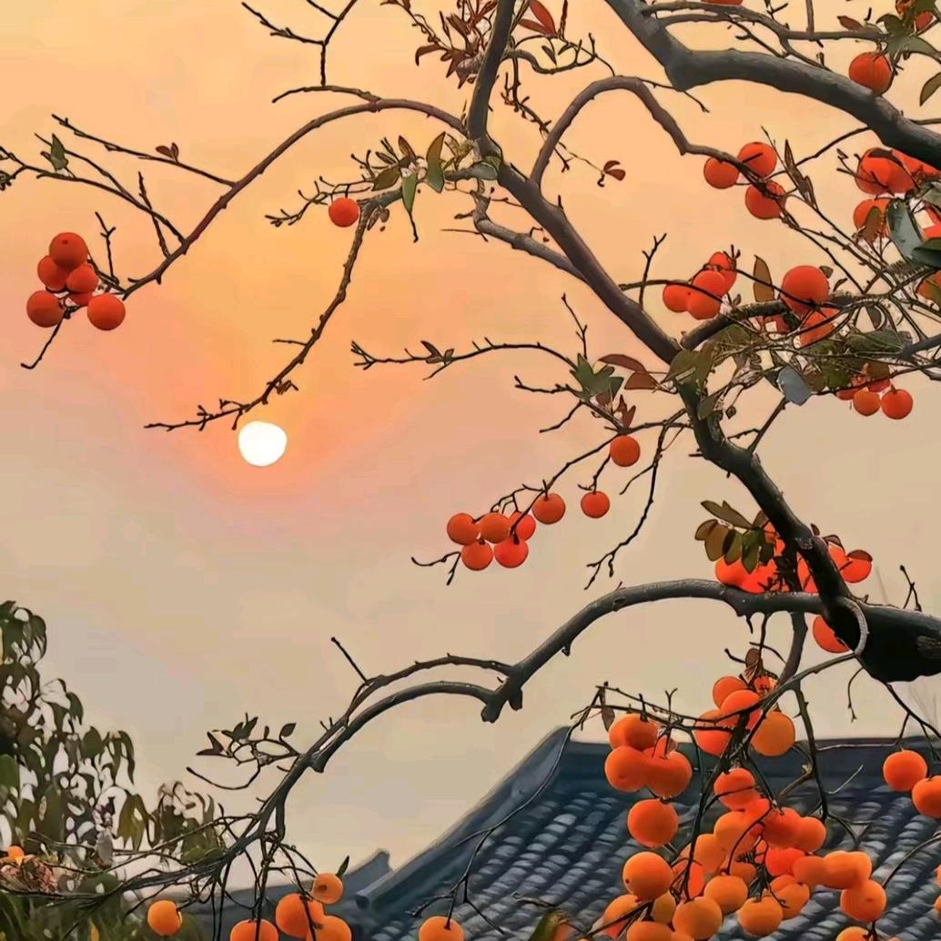 张馨语陆