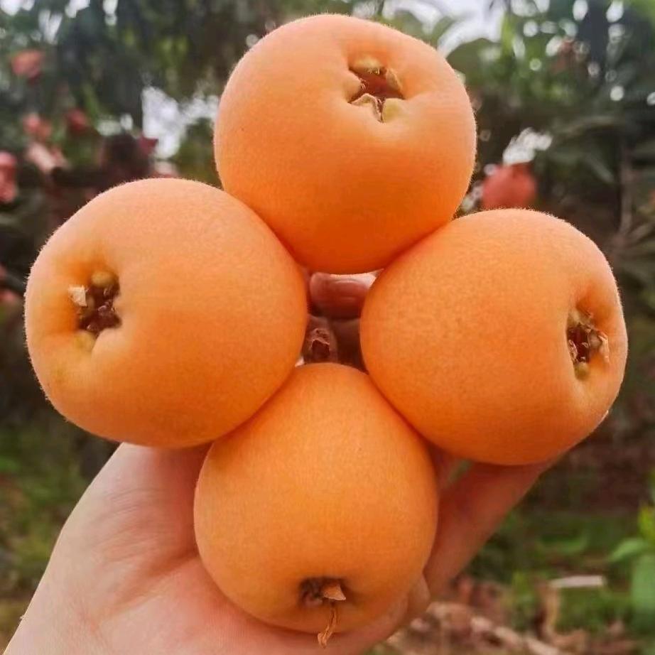 简阳巴蜀果树苗木基地