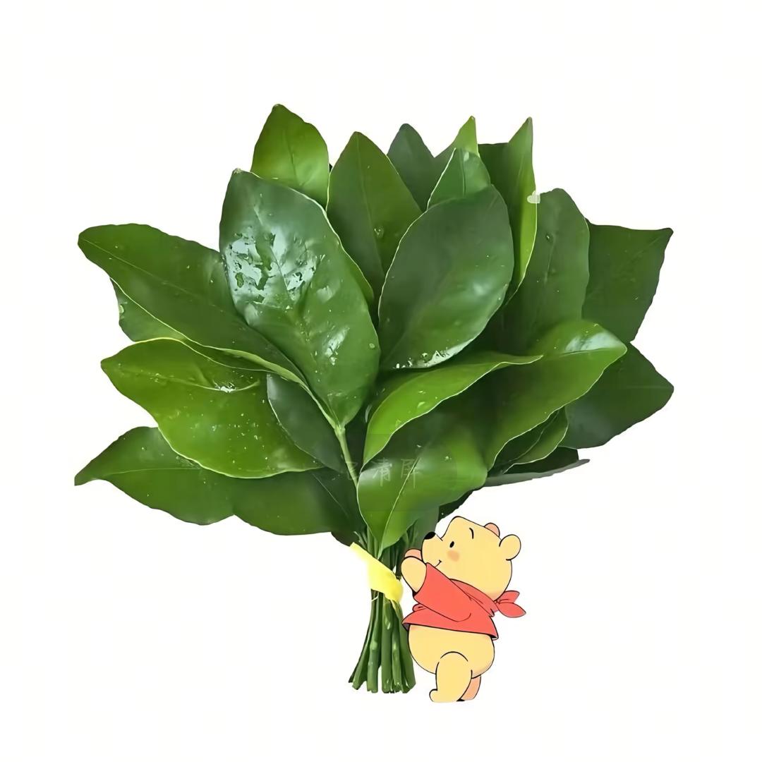 ᖇꫀᧁᖇꫀ𓆡S A N K E 7