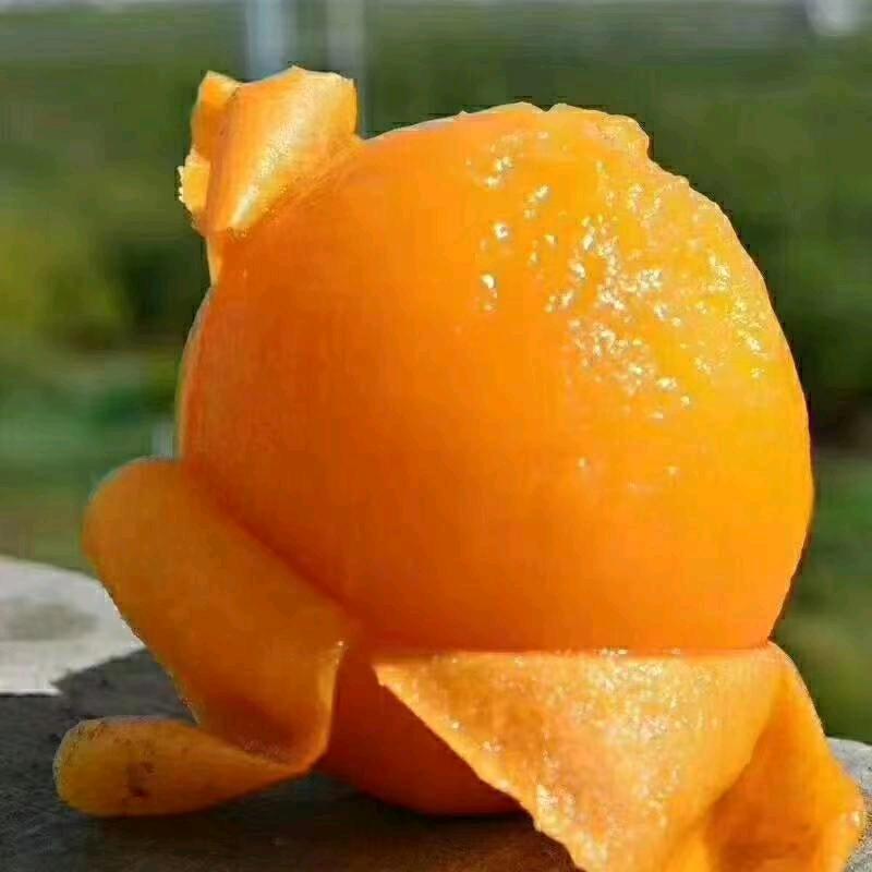 毛不易的毛