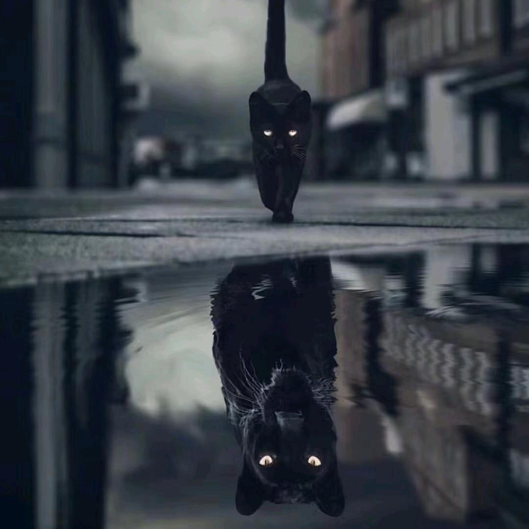七体.