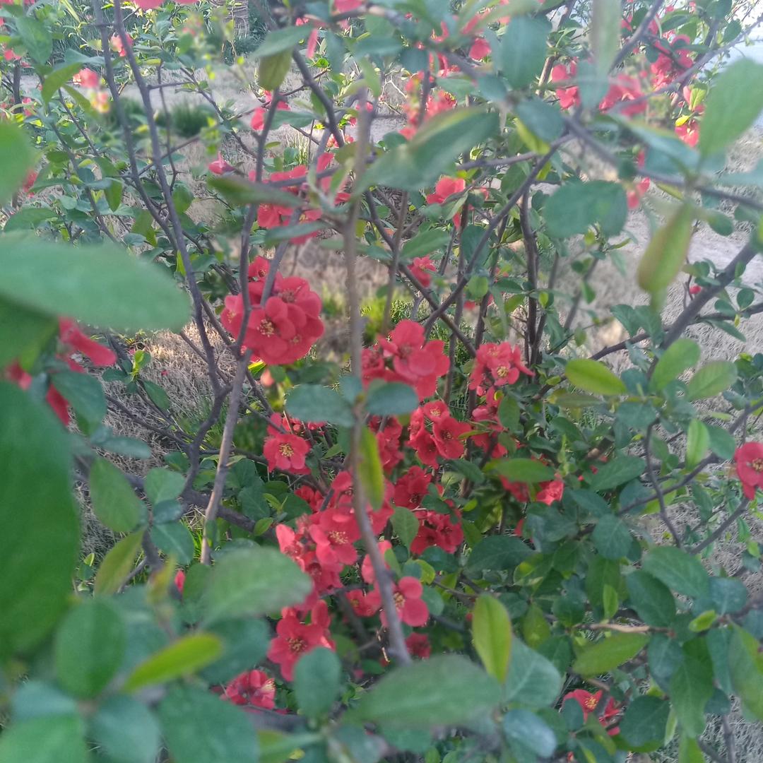 清新明月O