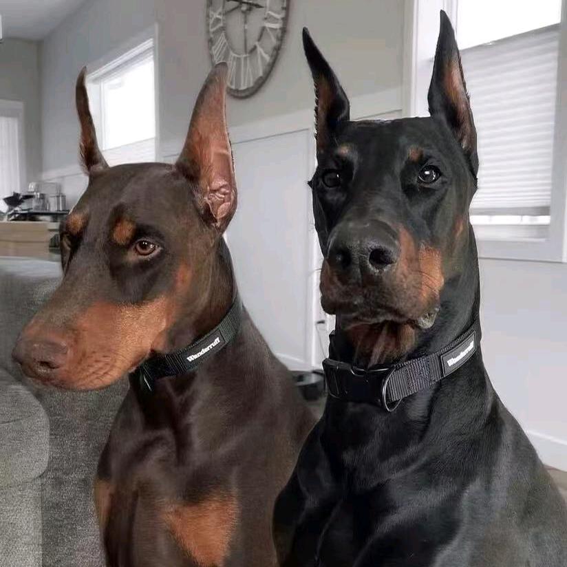 东阿鸿瑞犬舍