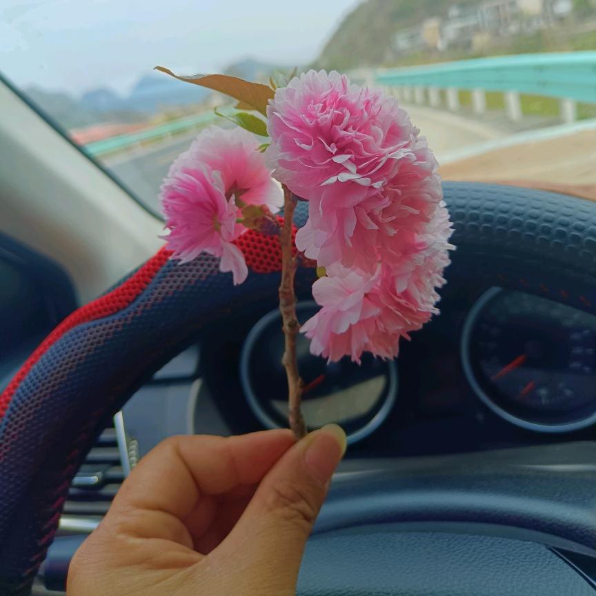 🌹🌹🌹