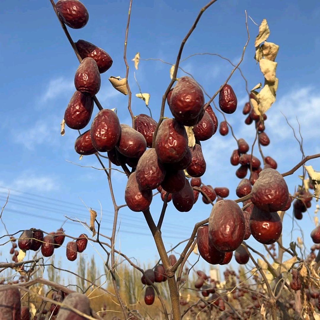 河南人在新疆种地