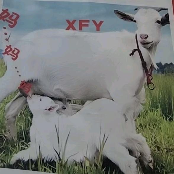 新福羊