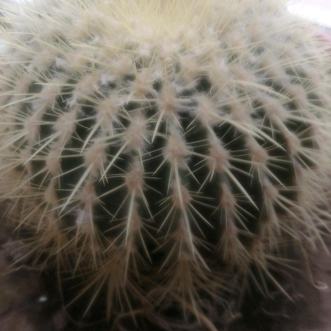 元哥
