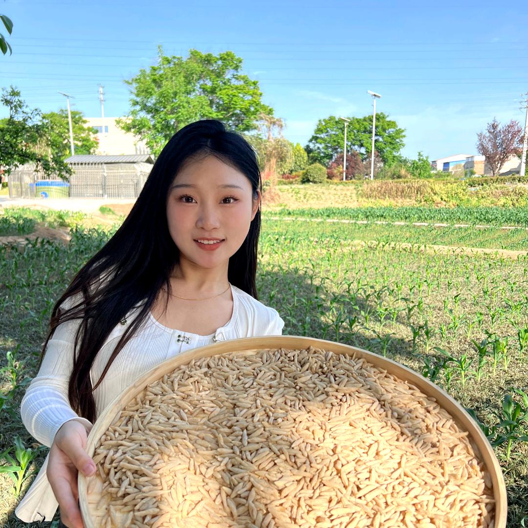 麦冬萍萍