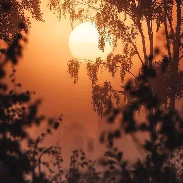 太阳滴血