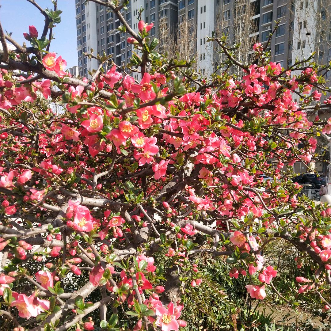 如意(๑• . •๑)