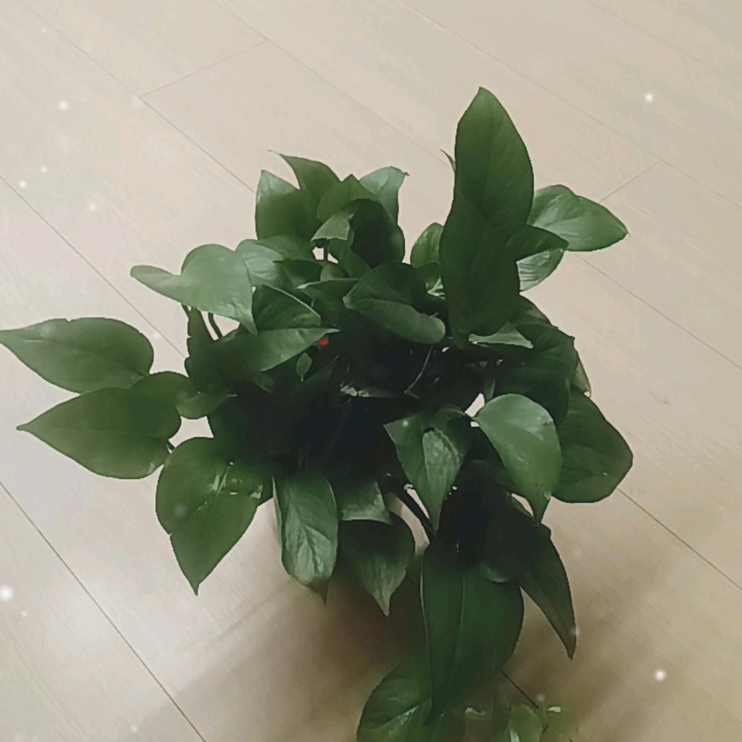 拉姆