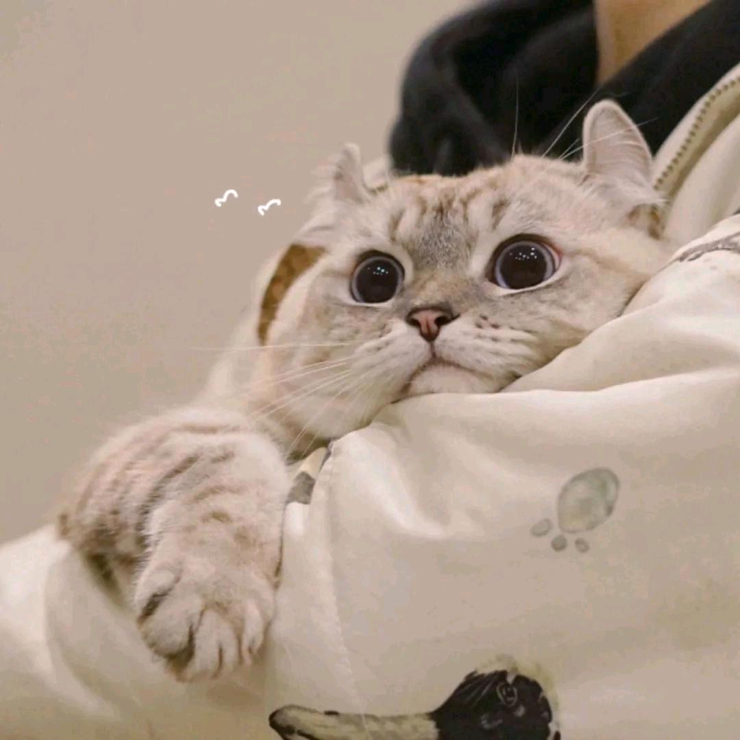 NixIak（箭毒蛙版）