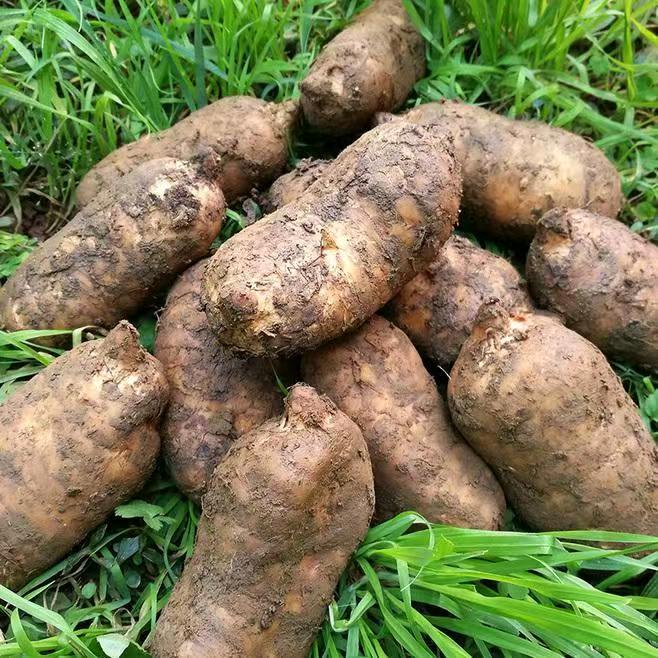 农掌柜天麻严选