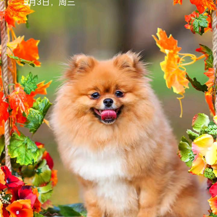 沈映飞