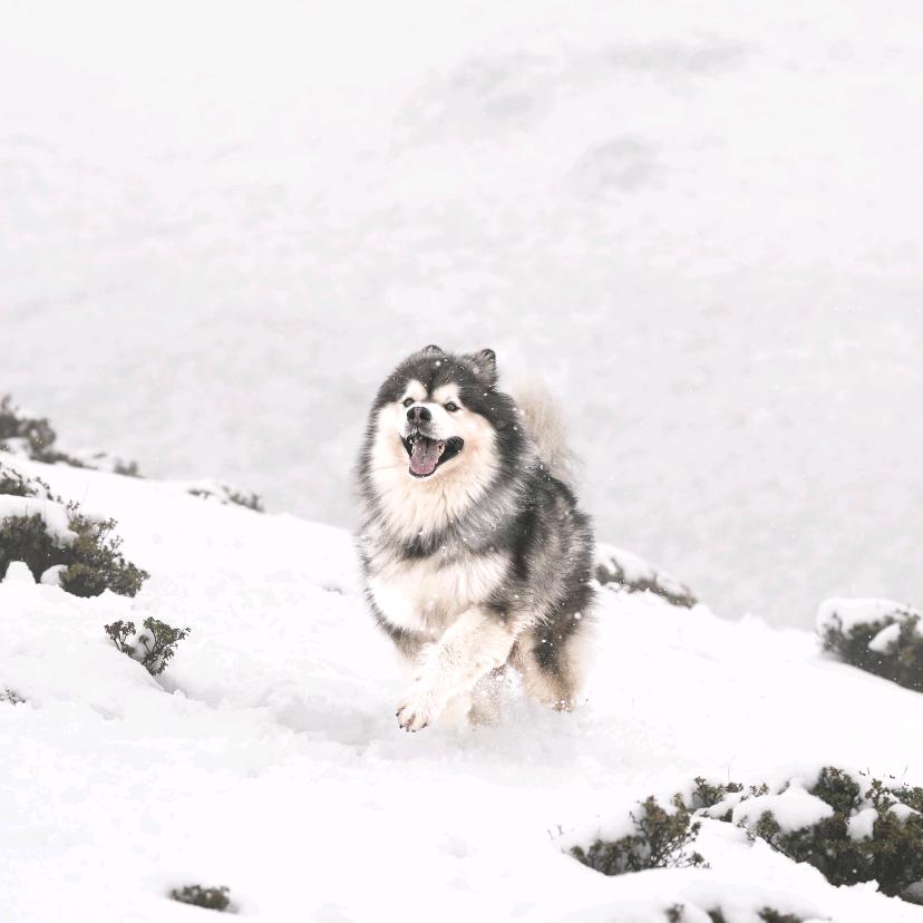 雪茄