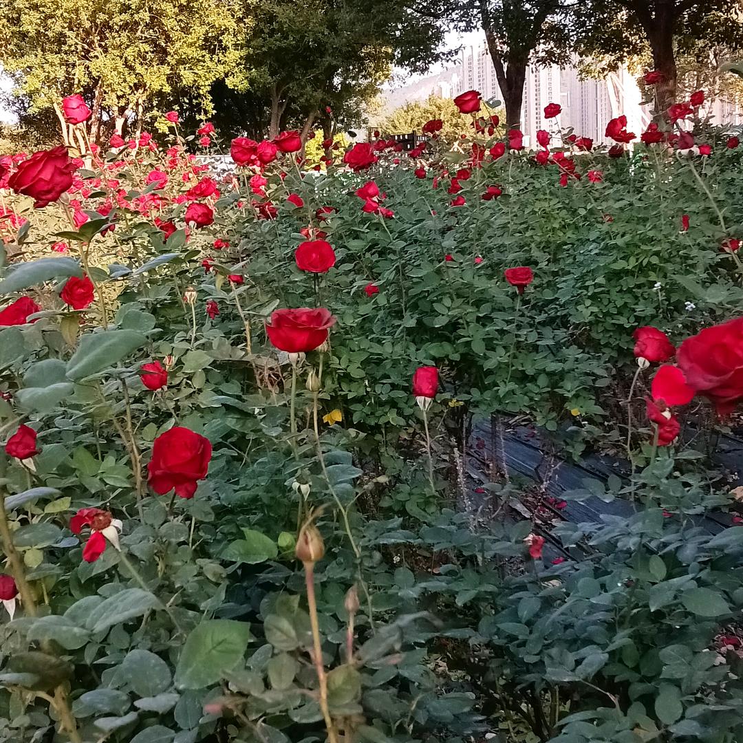 红玫瑰 🌹🌹