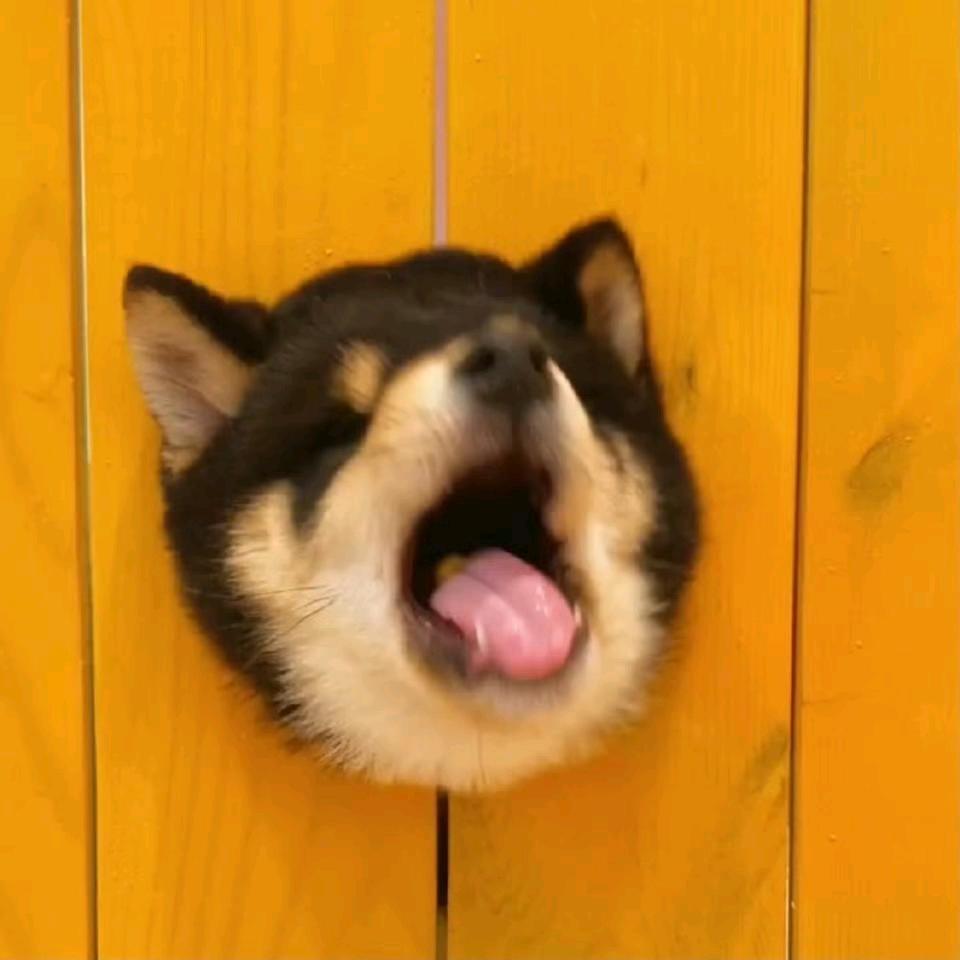 bulibulibu