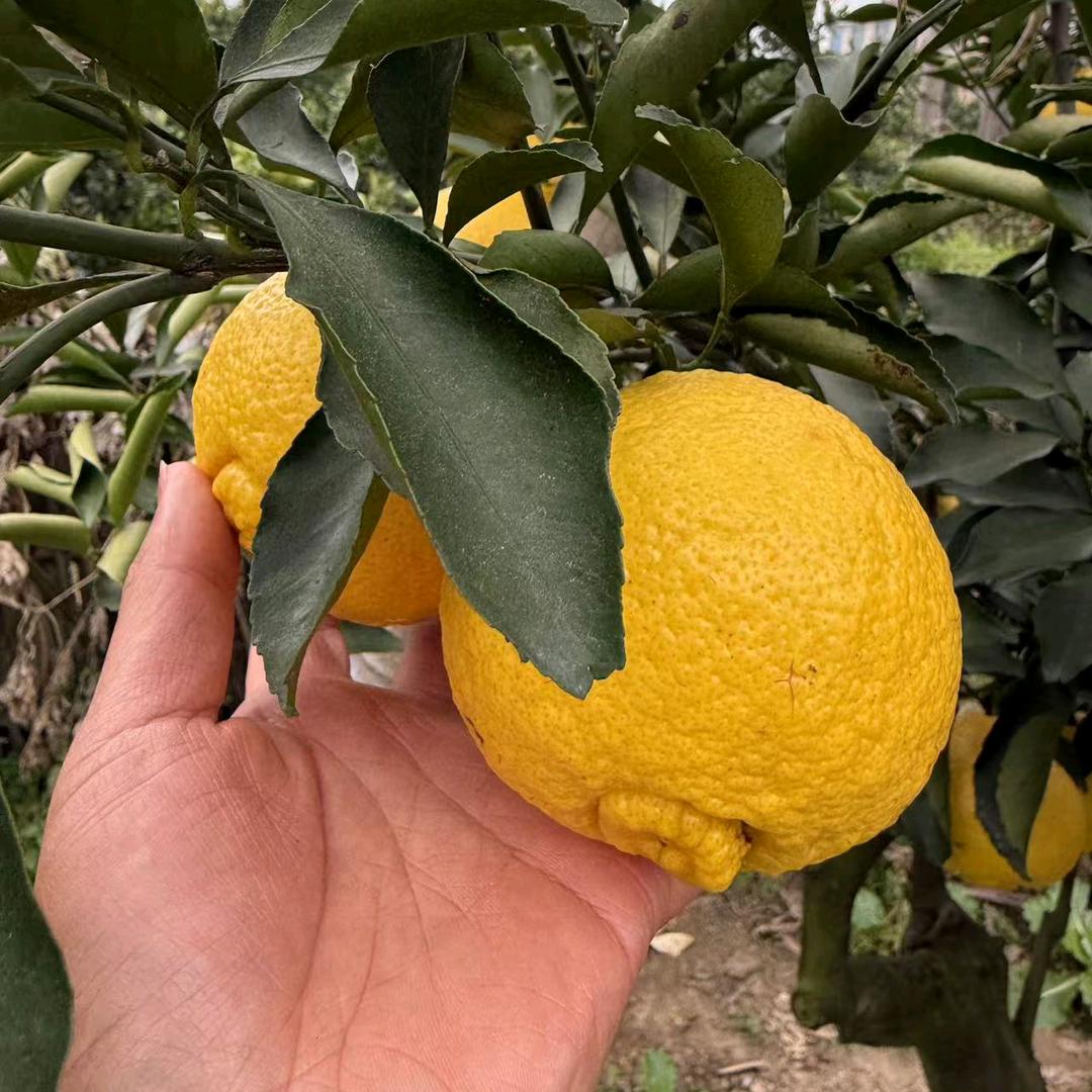 果农生鲜