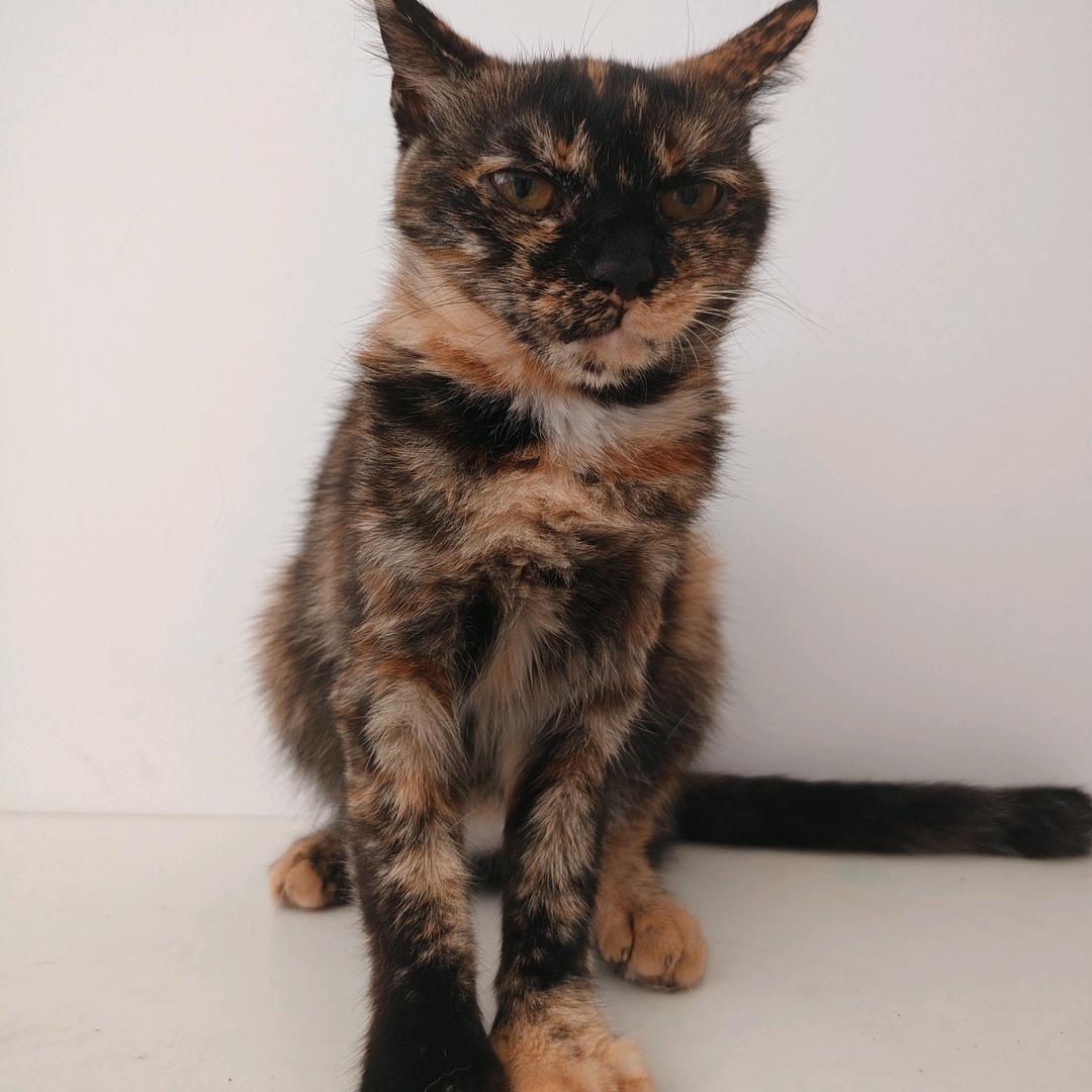 小猫会落泪呜呜呜