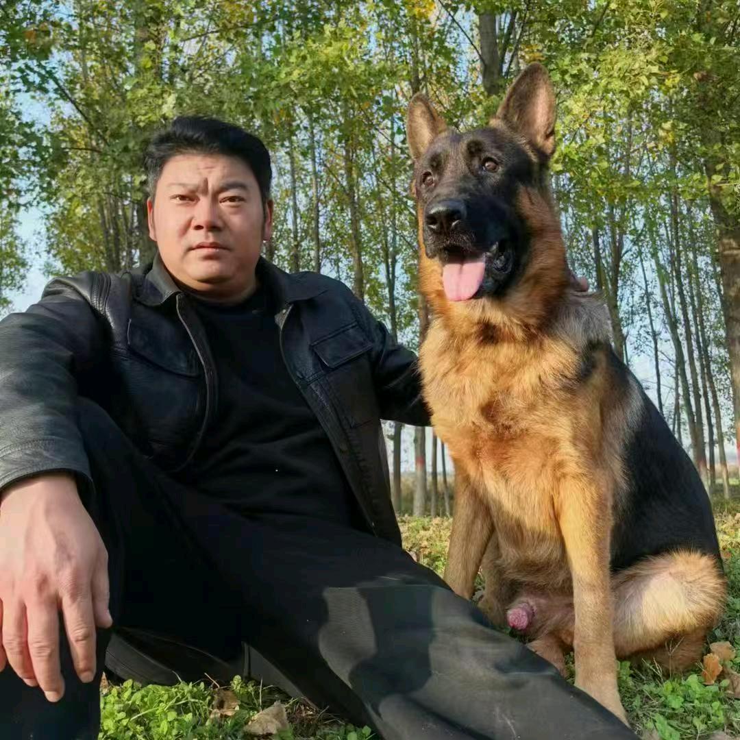 陕面知缘尚村店！宠物犬全国代办