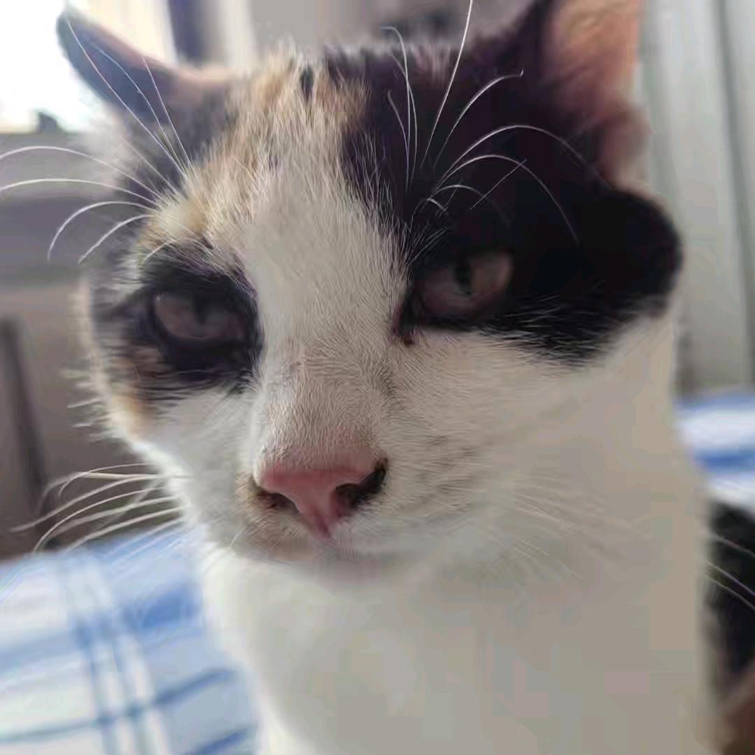 迷你枪战精英搜赵刘参(破1000粉)